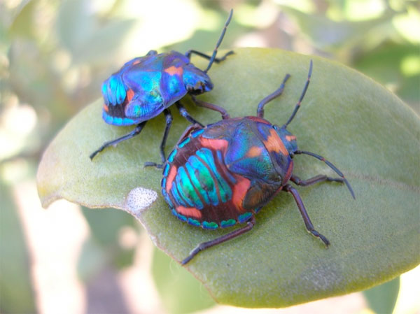 Colourful bugs