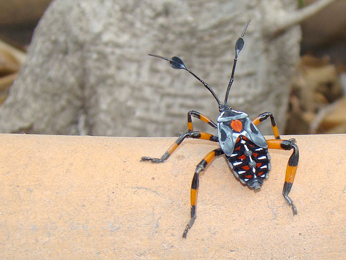 Interesting Bug