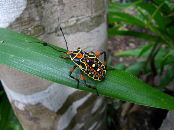 Colorful Mexican Insect