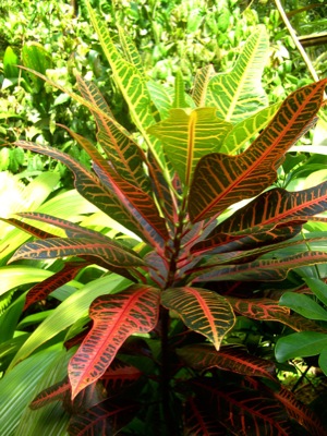 Jungle Flora Texture 02