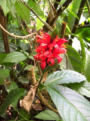 Jungle Flora Texture 05
