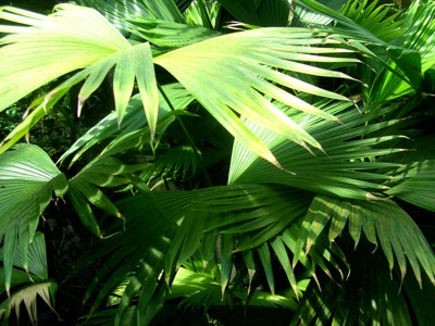 Jungle Flora Texture 10