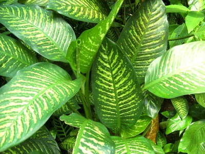 Jungle Flora Texture 11