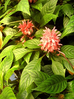 Jungle Flora Texture 12
